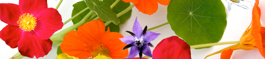 flores comestíveis