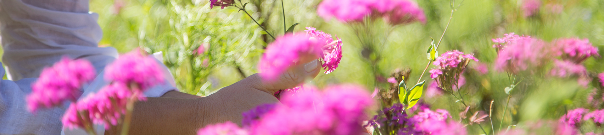 Leve flores para dentro de casa