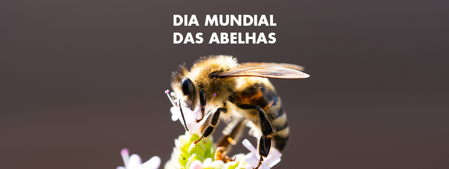 Dia Mundial das Abelhas