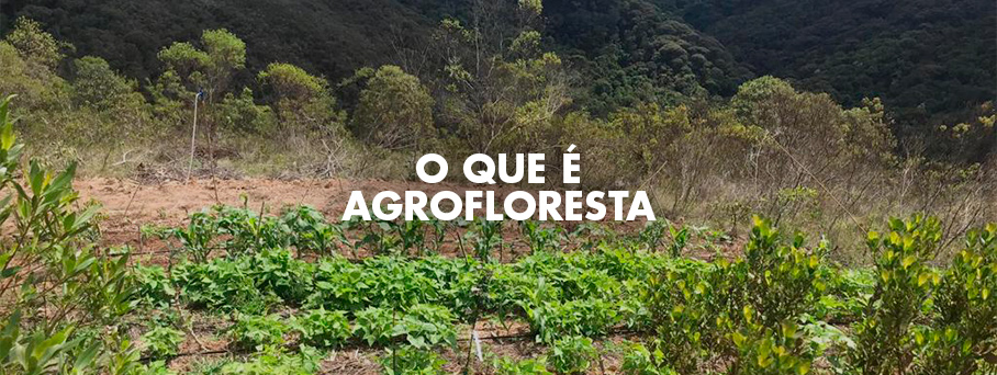 O que é uma agrofloresta?